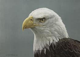 Image result for Bald Eagle Art Print