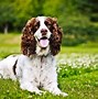 Image result for Hunting Dog Puppies