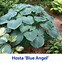 Image result for Hosta Angel Eyes