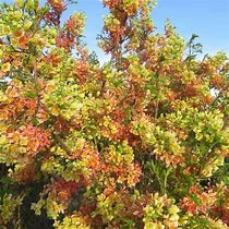 Image result for Xanthoceras sorbifolium HAPPY Orange