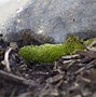Image result for Acrocarpous Moss