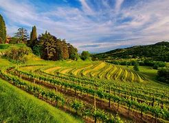 Image result for Vineyard Photography