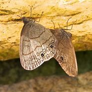 Image result for Hesperioidea
