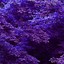 Image result for Lavender iPhone Wallpaper