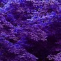 Image result for Lavender Background
