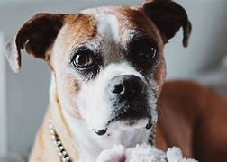 Image result for 1920X1080 English Bulldog