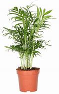 Image result for Bergpalm