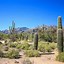 Image result for Big Cactus Arizona