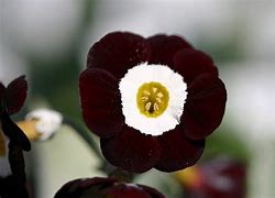 Image result for Primula auricula Wincha