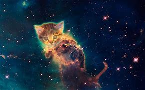 Image result for Fire Galaxy Cat Art