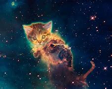 Image result for Galaxy Cat Tripping