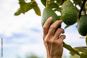 Image result for aguacats