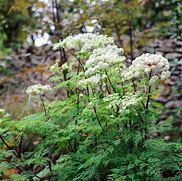 Image result for Selinum tenuifolium