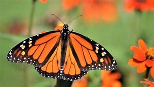 Image result for Metamorphosis Insect Life Cycle