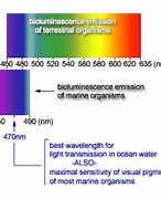 Image result for Deep Mermaid Bioluminesence