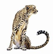 Image result for Cheetah Print Background Aesthetic