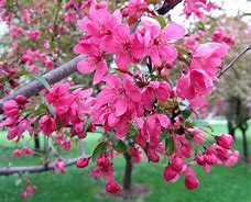 Image result for Pink Flowering Crabapple Tree