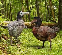 Image result for Are Dodo Birds Dangerous