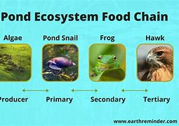 Image result for Freshwater Biome Food Chain