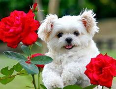 Image result for Puppies Are so Cute