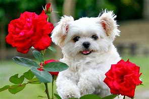 Image result for Cute Baby Dogs