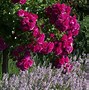 Image result for French Lavender and Rose Garden