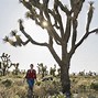 Image result for Mojave Desert Plants and Animals