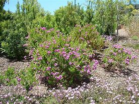 Image result for Polygala Dolomite