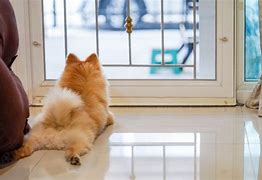 Image result for Dog at Front Door