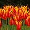 Image result for Tulipa Fly Away