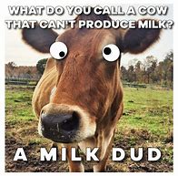 Image result for Love Cow Meme