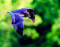 Image result for Christmas Island Pipistrelle