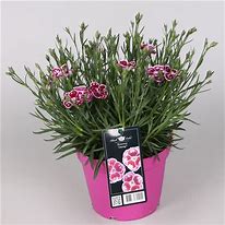 Dianthus Charmy に対する画像結果
