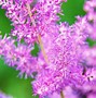 Image result for Astilbe Troll (Chinensis-Group)