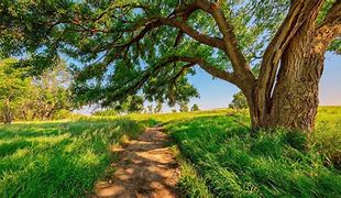 Image result for Breathtaking Photography of Tree