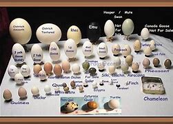 Image result for Boiled Eggs Weight Loss Diet