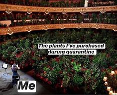 Image result for Indoor Plants Meme