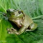 Image result for Cute Frog Wallpaper
