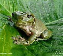 Image result for Pretty Frogs