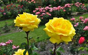Image result for Bright Yellow Roses