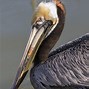 Image result for Cute Pelican