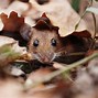 Image result for Funny Cute Mice