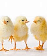 Image result for chick