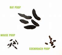 Image result for Mouse V Rat Poop