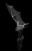 Image result for Scary Bat Wings