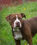 Image result for Pit Bull Dog Brown and White