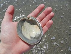 Image result for Ocean Quahog Foot