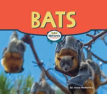 Image result for Bat Nature Class