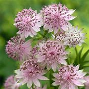 Image result for Astrantia major Buckland