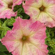 Image result for PETUNIA ANTIQUE ROSE